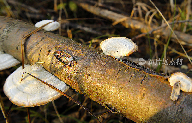 毛毡菌(Trametes hirsuta)，俗称毛支架，是一种植物真菌病原体。